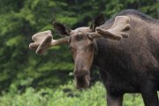 WEB-Kananaskis-moose-in-the-morning-rain-w960-