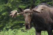 WEB-Kananaskis-moose-in-the-morning-rain-w960-