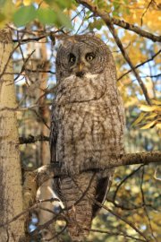 IMG_0293-w960-owl