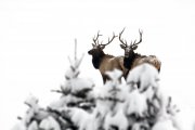 WEB-FAV-_MG_6673-w960-johnson-canyon-elk-edit-white