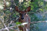 WEB-FAV-file1746-w960-kikomun-baby-deer