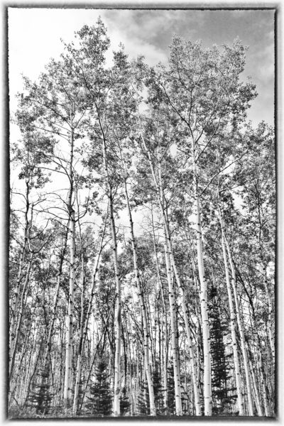 Patricia-Lake-Aspen-Trees-1280px-400x600.jpg