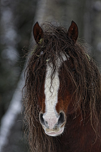 0735-wild-horse-1380e--400x600.jpg